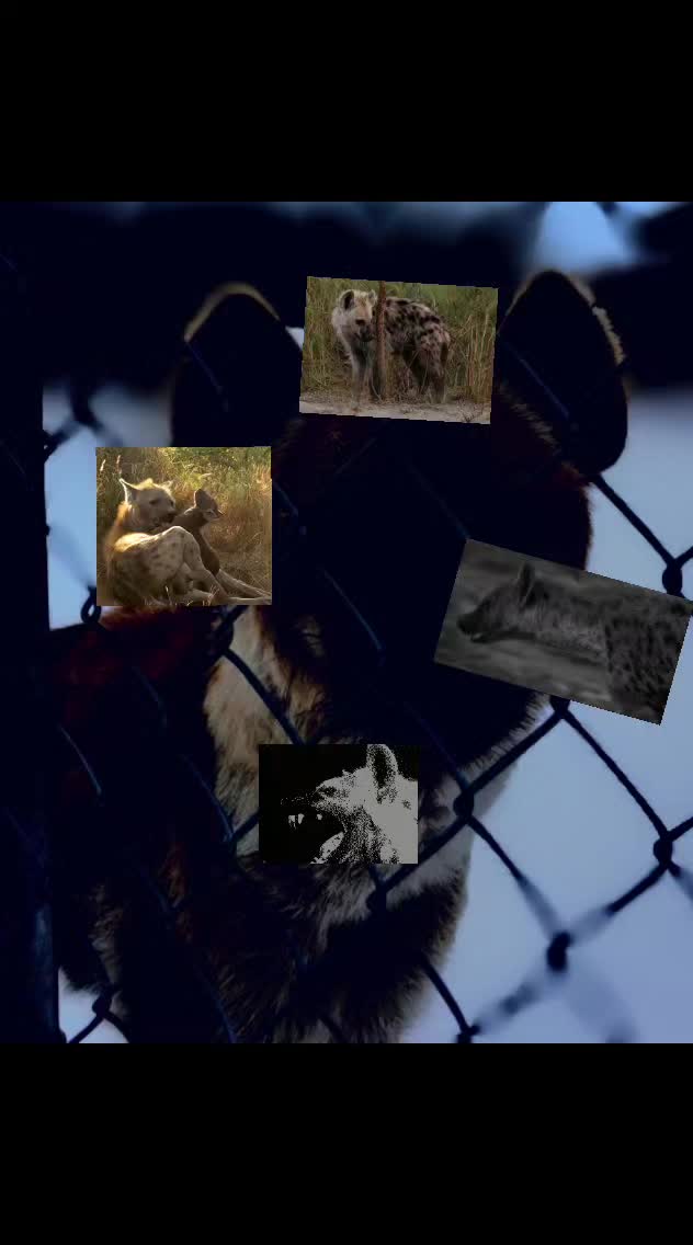@AbrahamTheHyena✝️