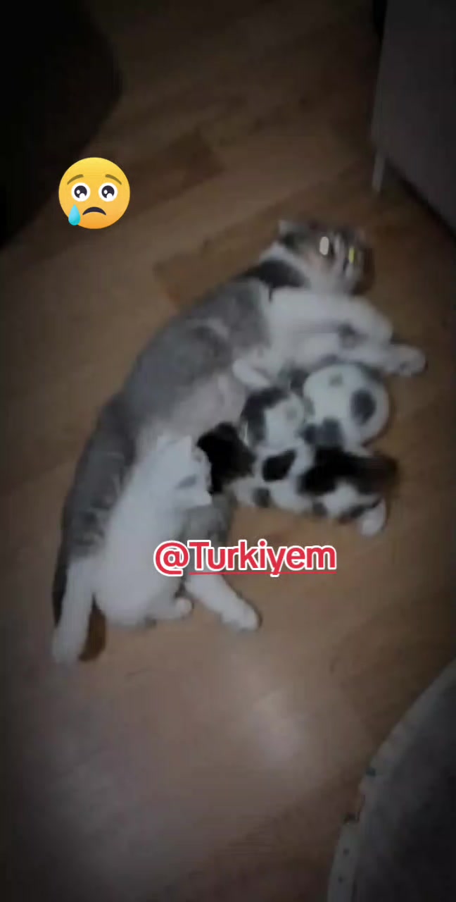 @T&uuml;rkiyem