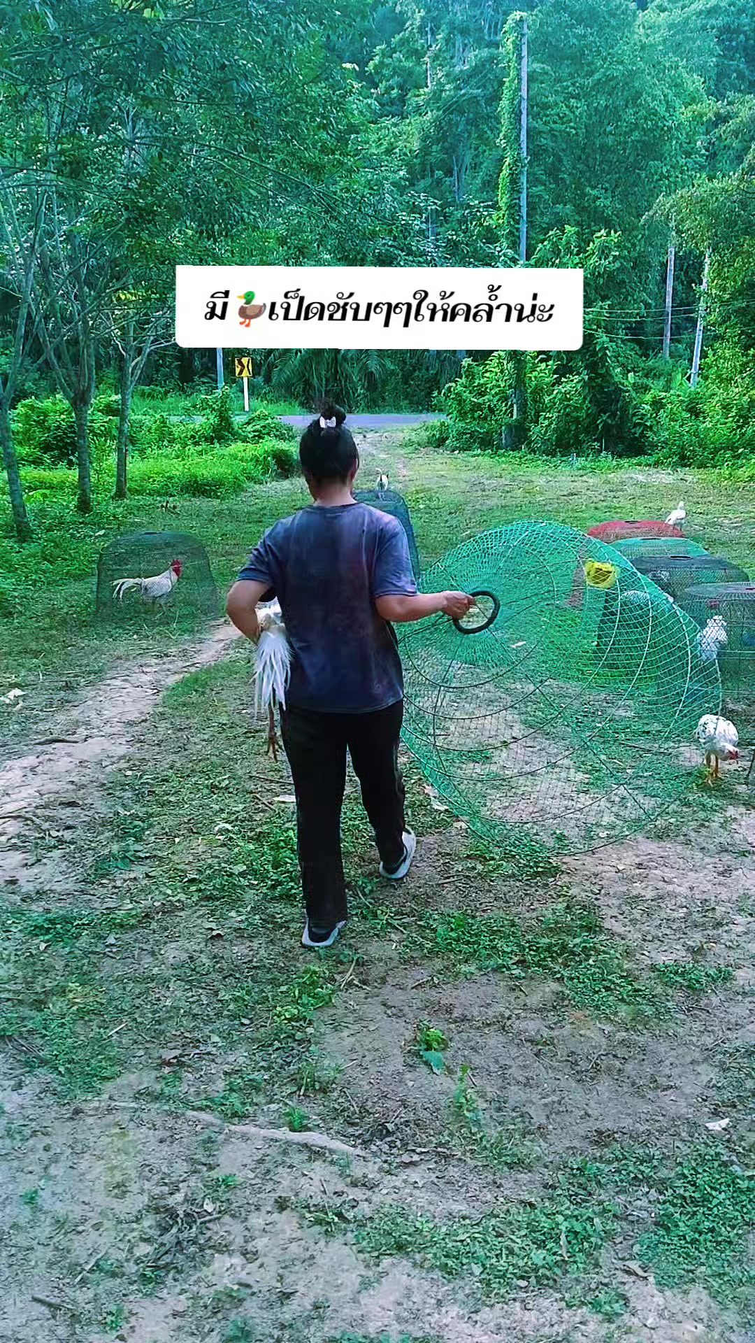 @น้องkik...ผู้หญิงชอบไก่ชน🐓