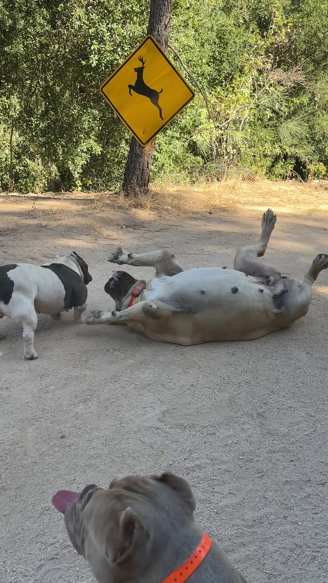 @Bigfoot Boerboels
