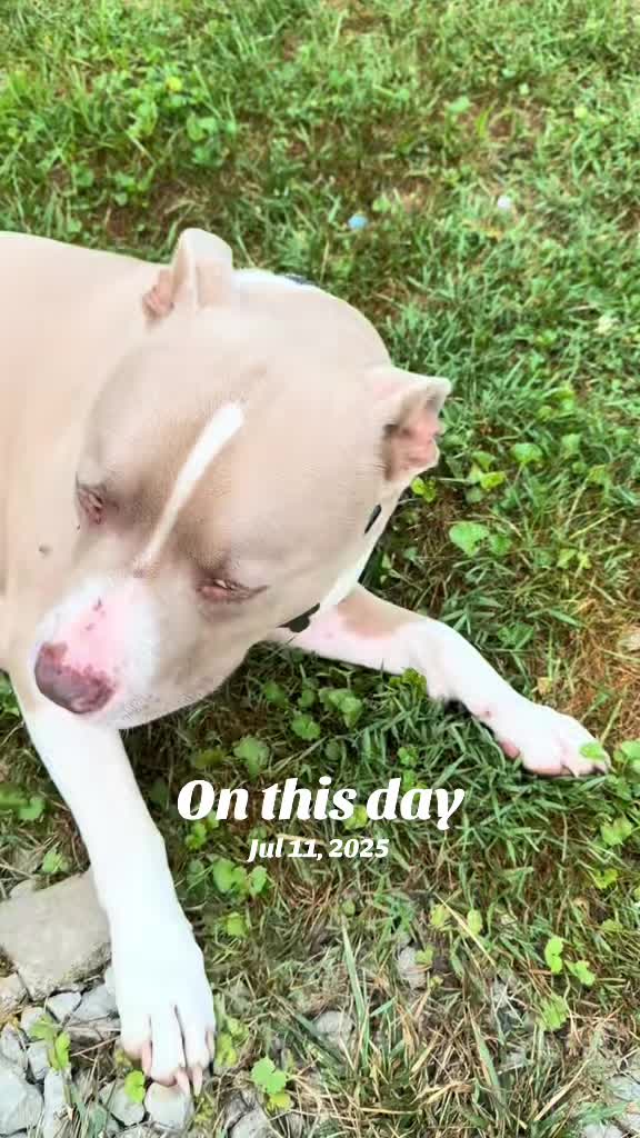 @Pittie Mom