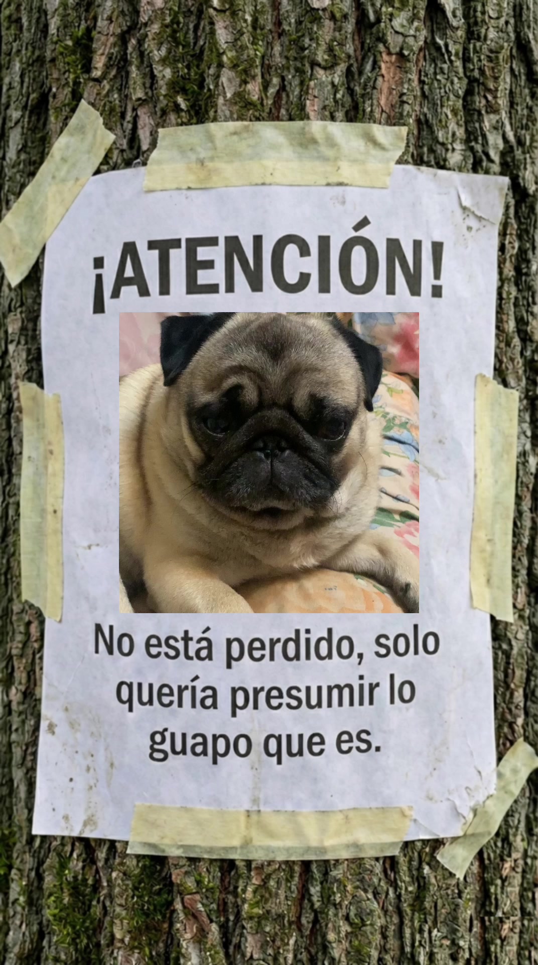 @Lolito pug carlino