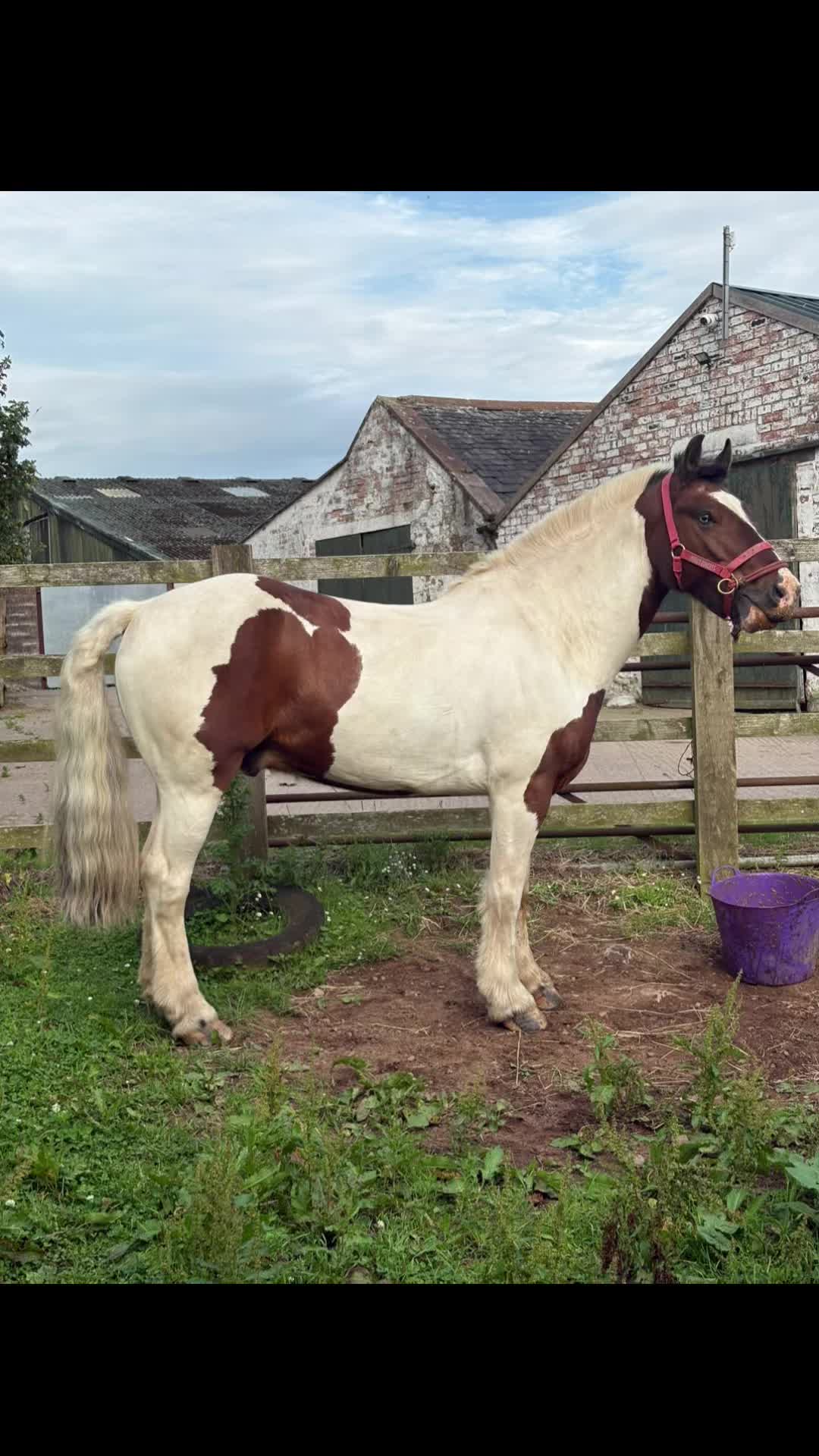 @Lilywiththecobs🐴