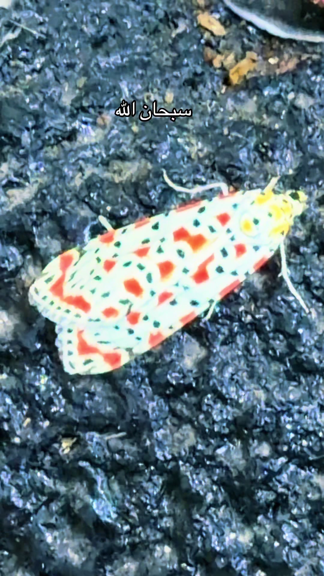 @Alaraidah 🎯