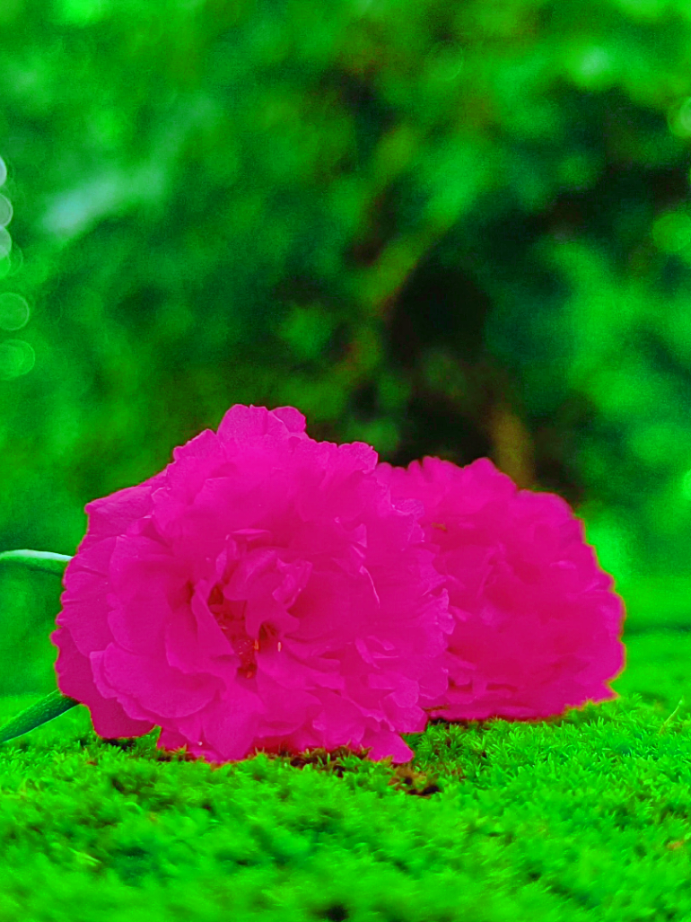 @🪺🦋বাংলার প্রকৃতি 🌾🌹