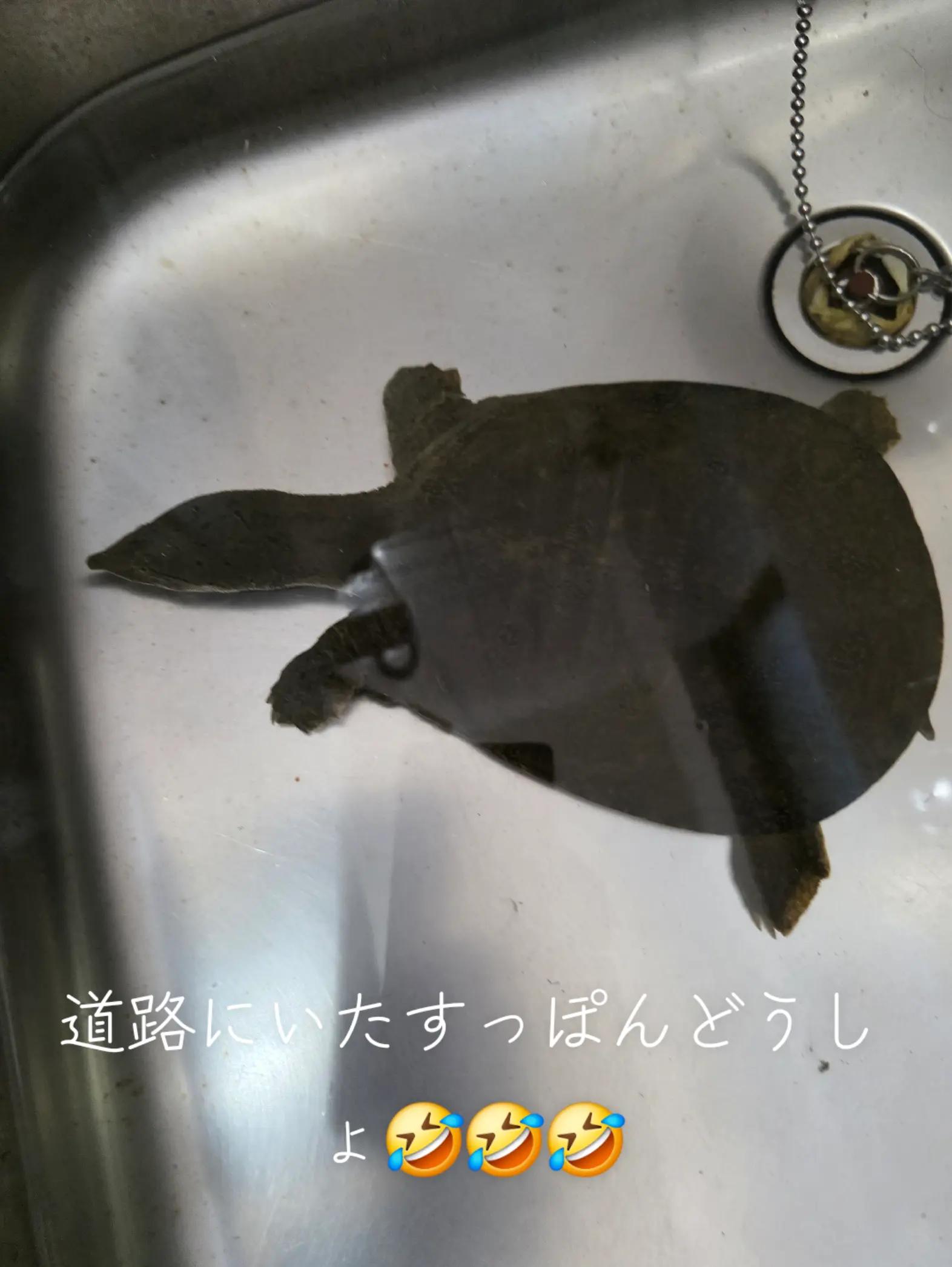 @✨️🌠サーファーダックス🌊🐶