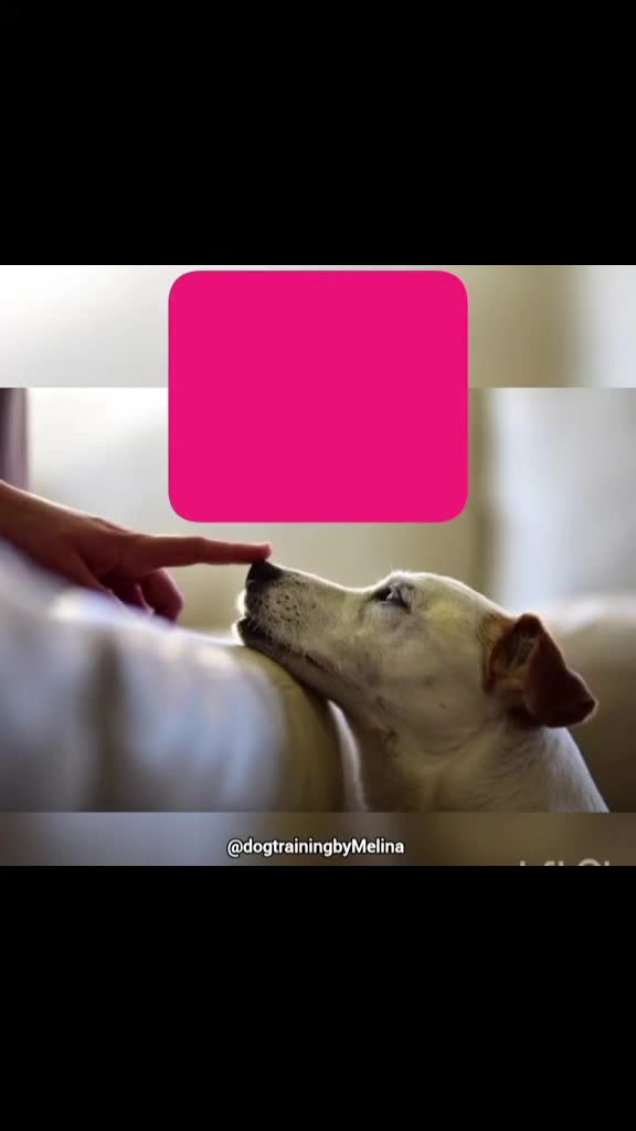 @dogtrainingbymelina