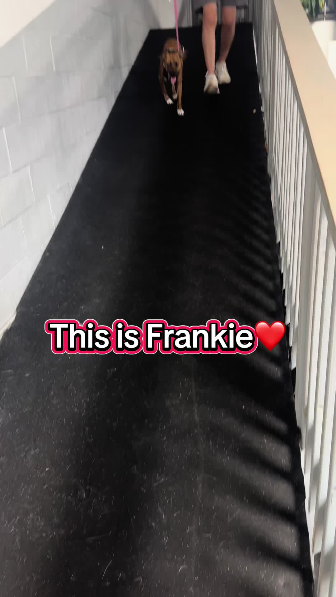 @ArfitDogRehabFitness