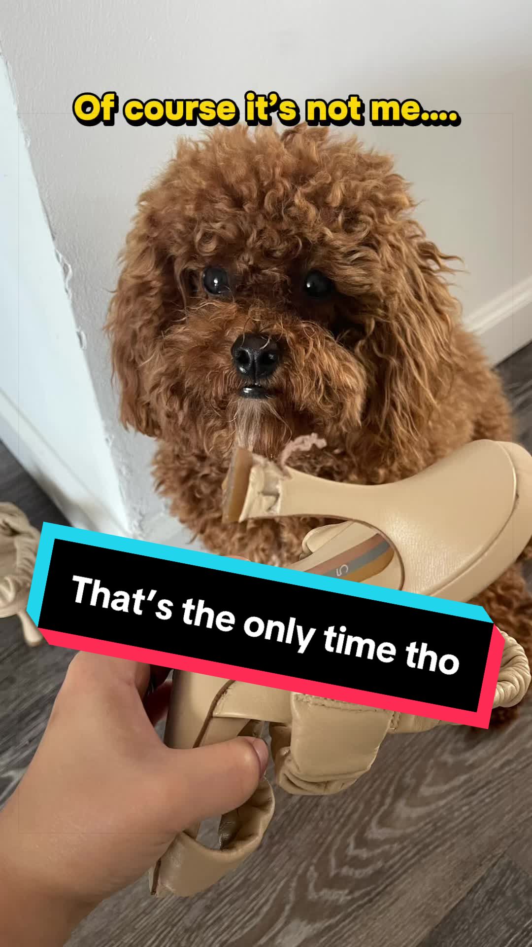 @Gizmo🧸