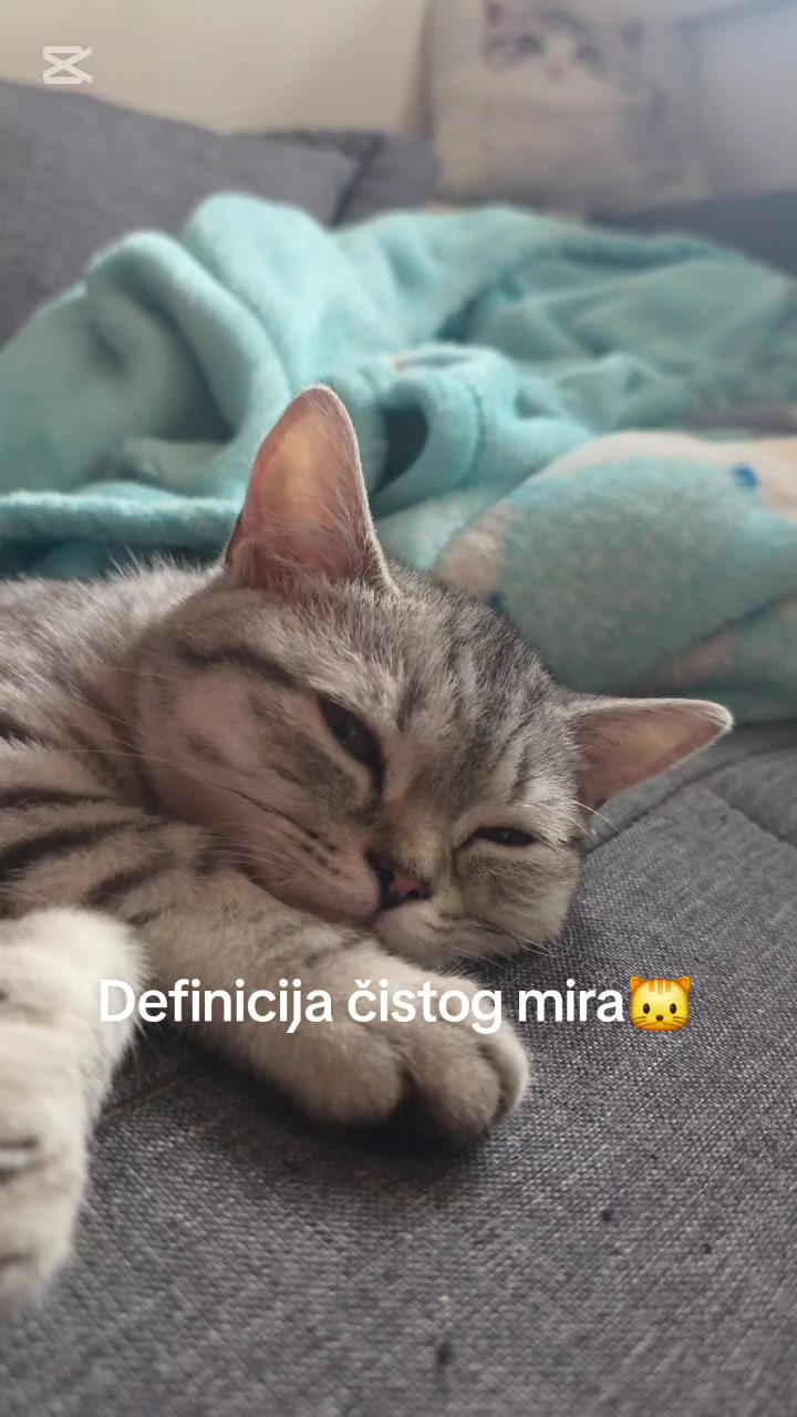 @Britanske Kratkodlake mačke
