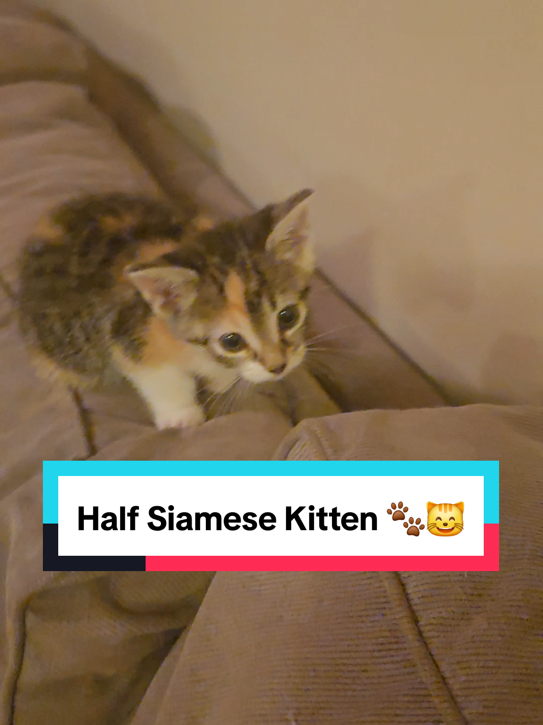 @Brittany Beauties Kittens