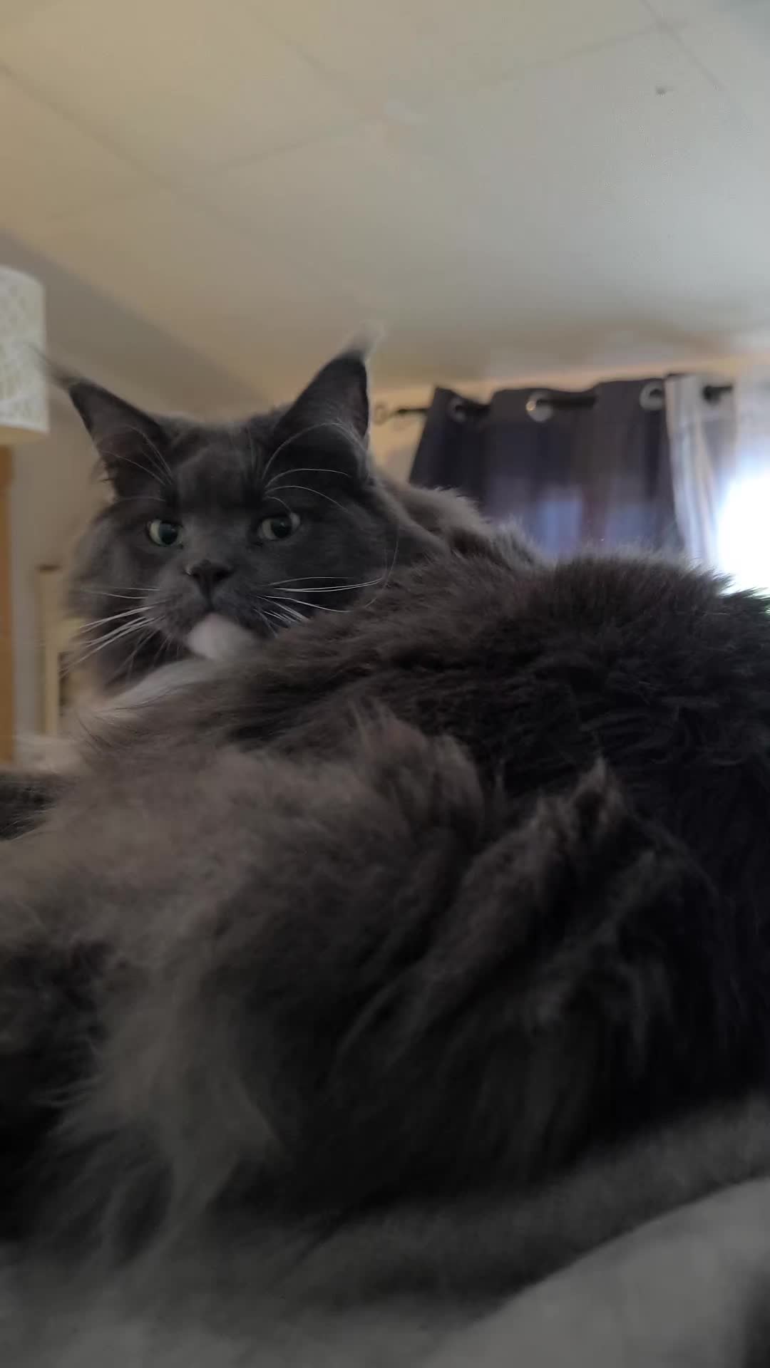 @TiTi.l'amour.des.animaux 🎙️