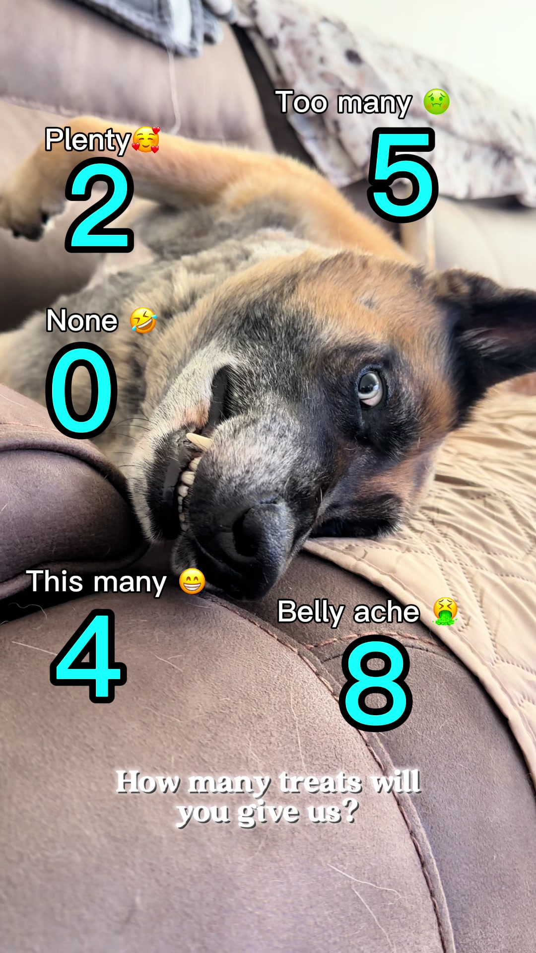 @elliemaeblueeyeshepherd