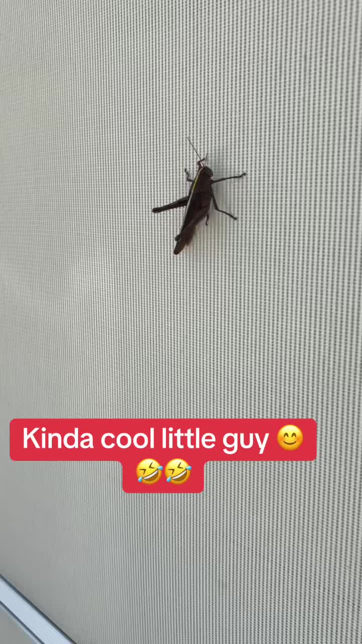@Italian-Florida girl 🐞❤️🇺🇸