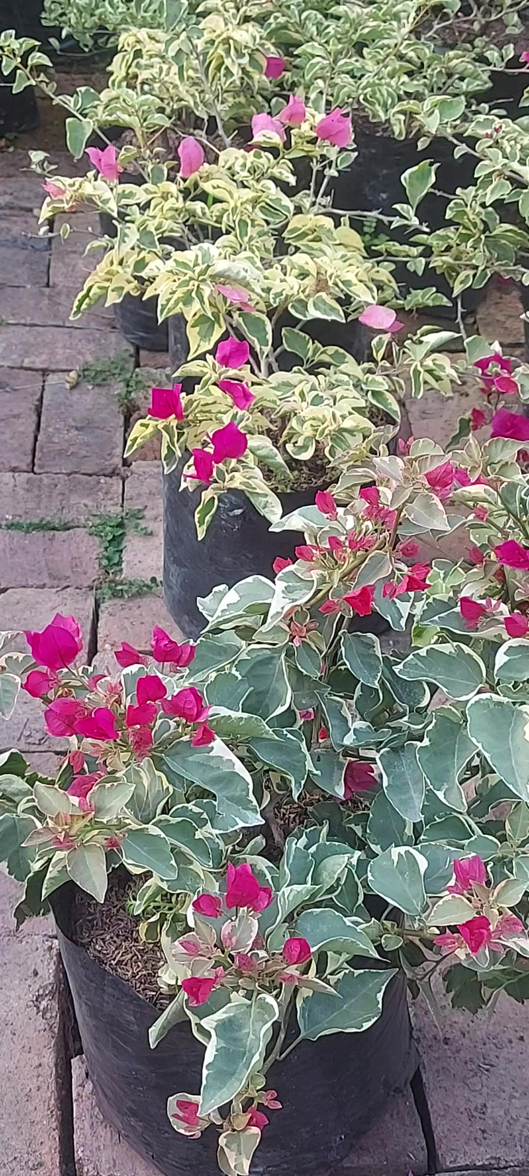 @Paula Torres