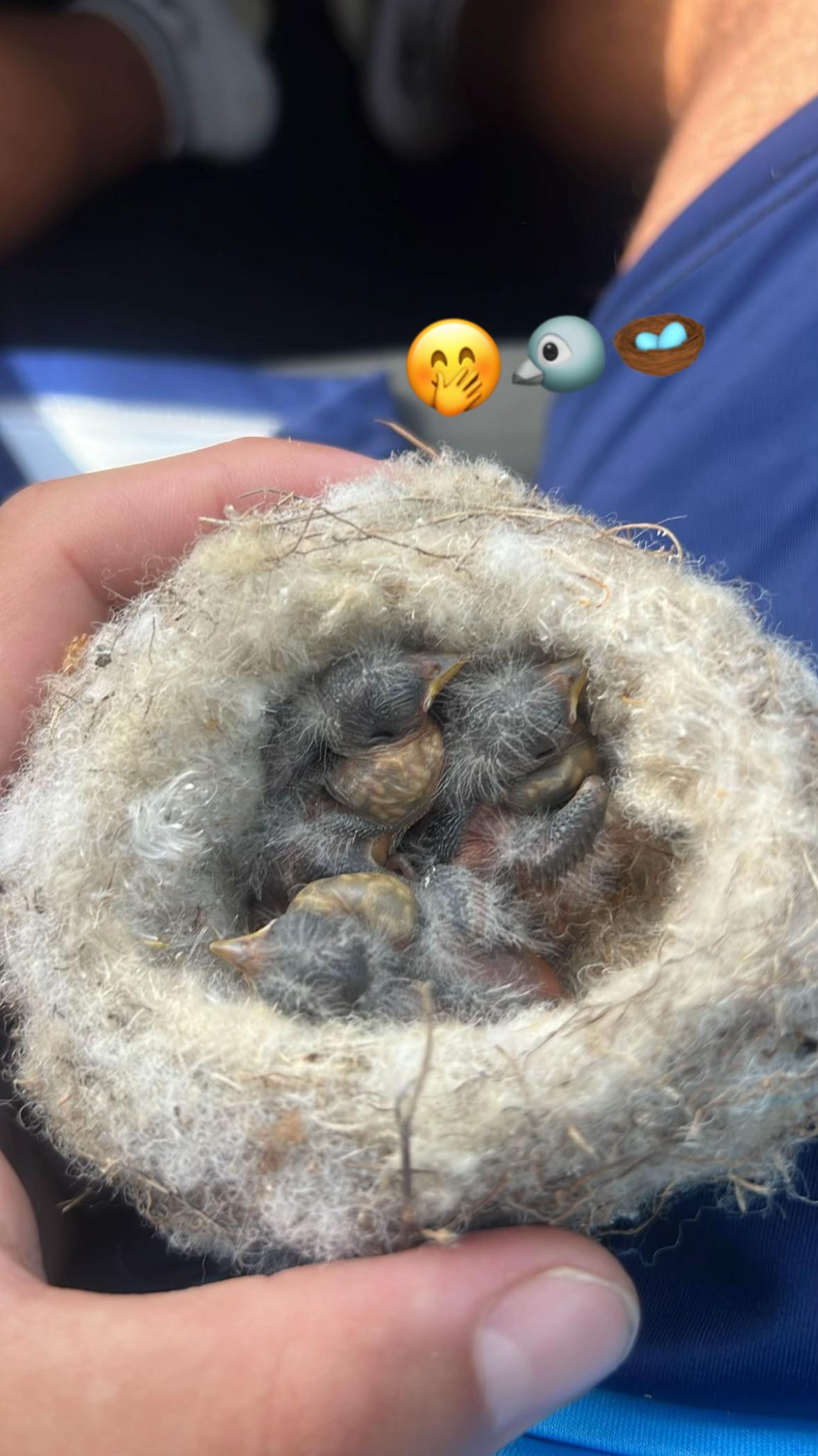 @AviarioAS