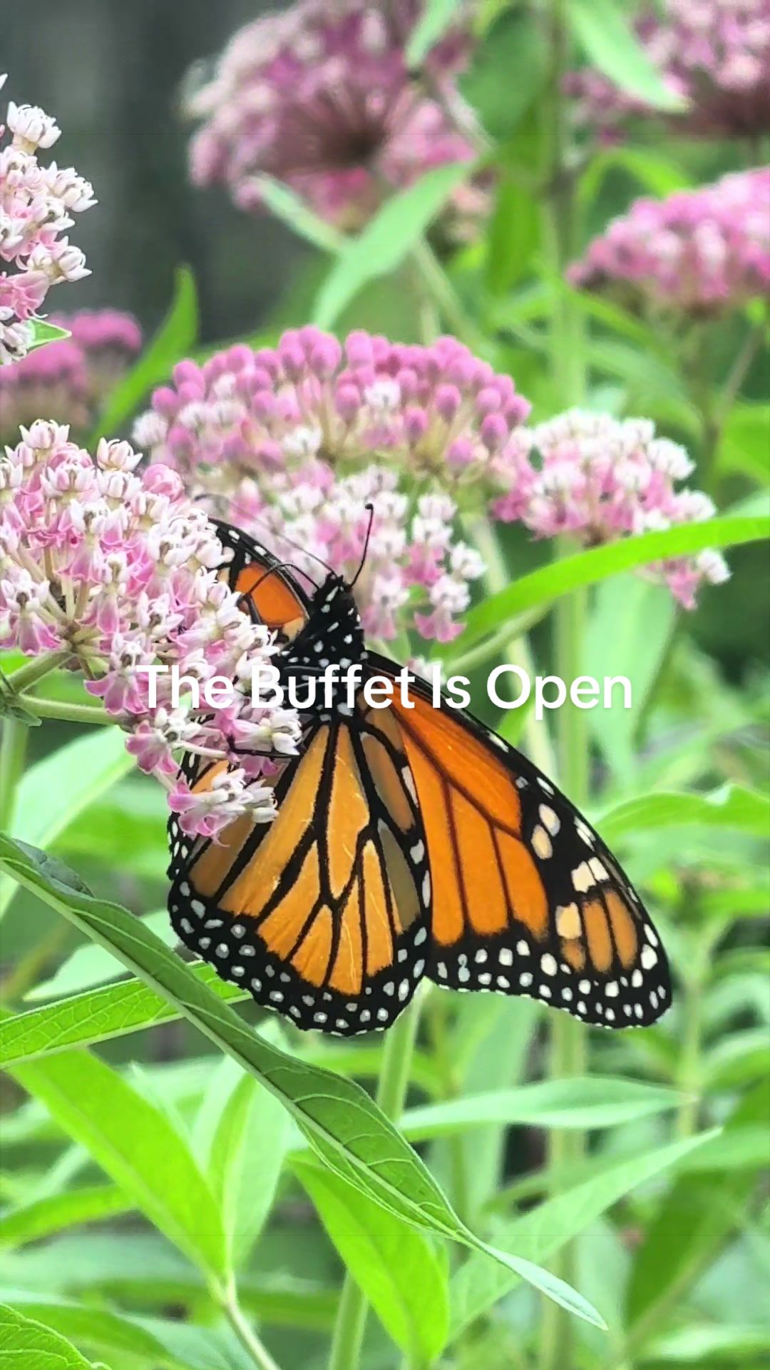 @Flutterby B&B