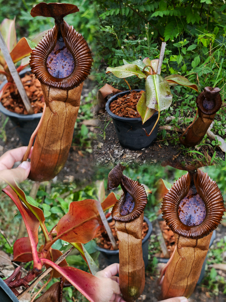 @GSp.Rayong Nepenthes