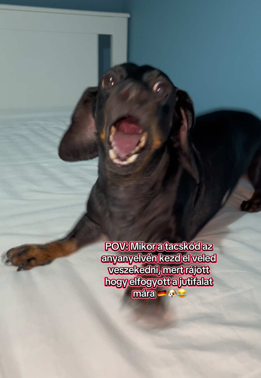 @🐾 Pajti kalandjai 🐾