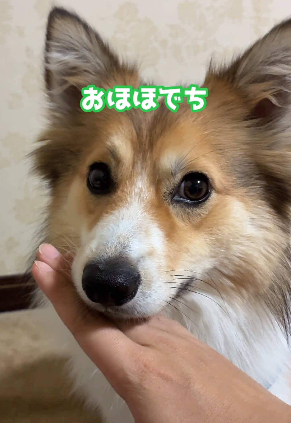 @サクサクビスケット