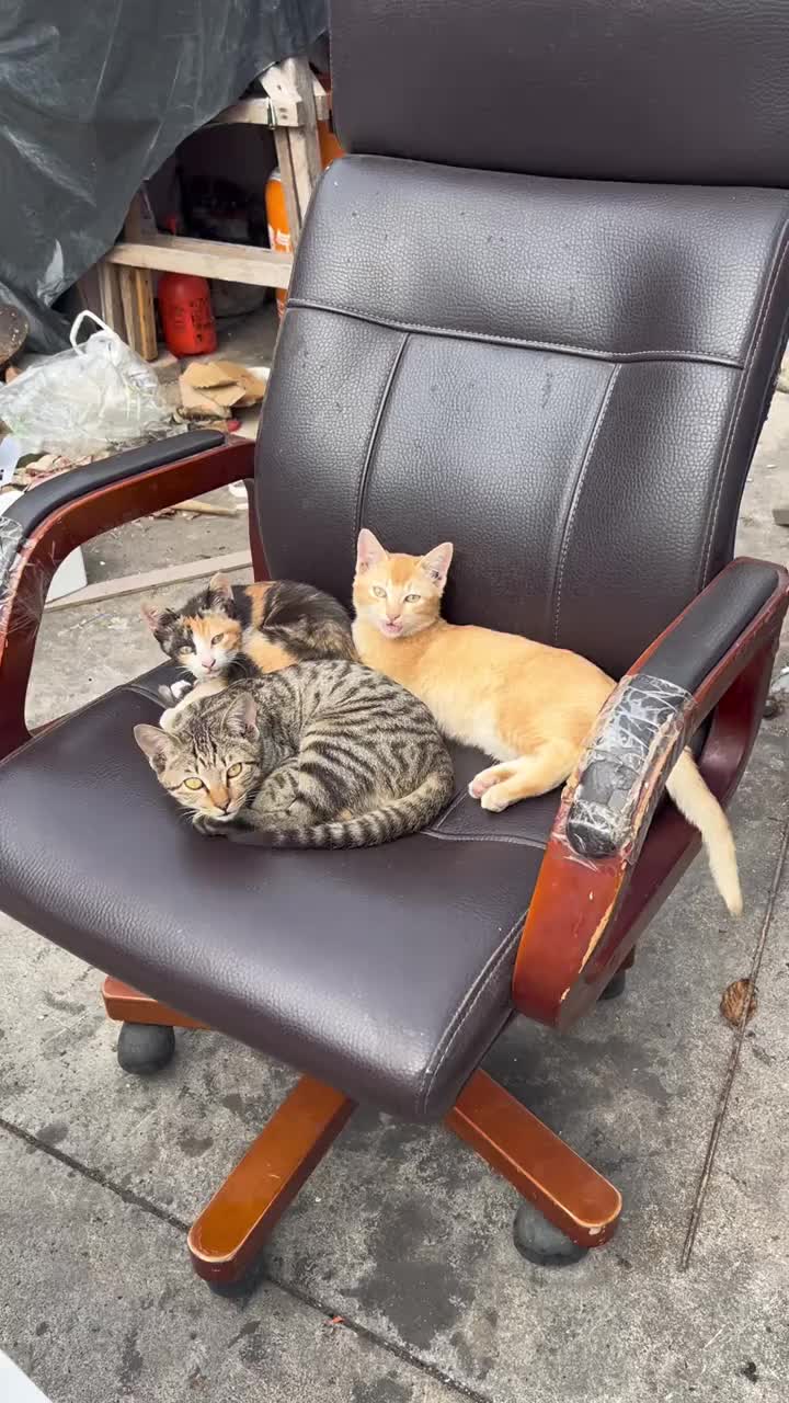 @animal family 0302