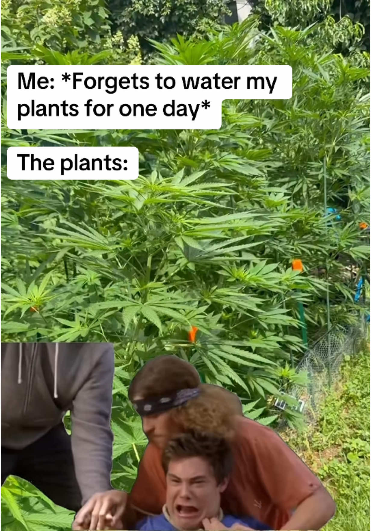 @brogrowsnyc