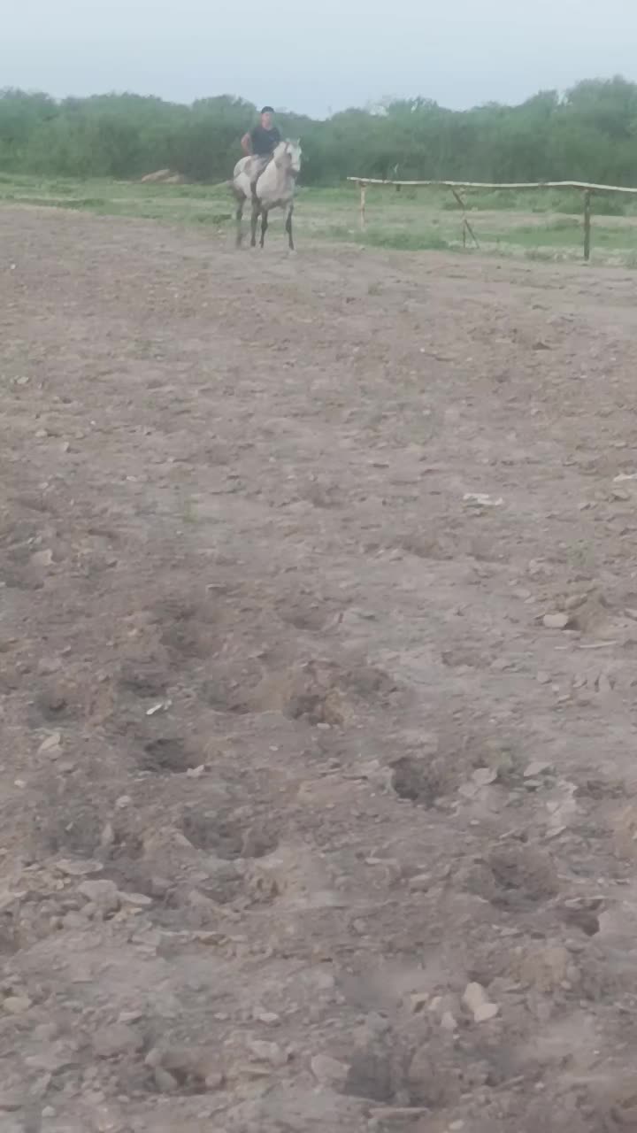 @🇲🇽EL CHAM&Aacute;N 🏇 🇲🇽