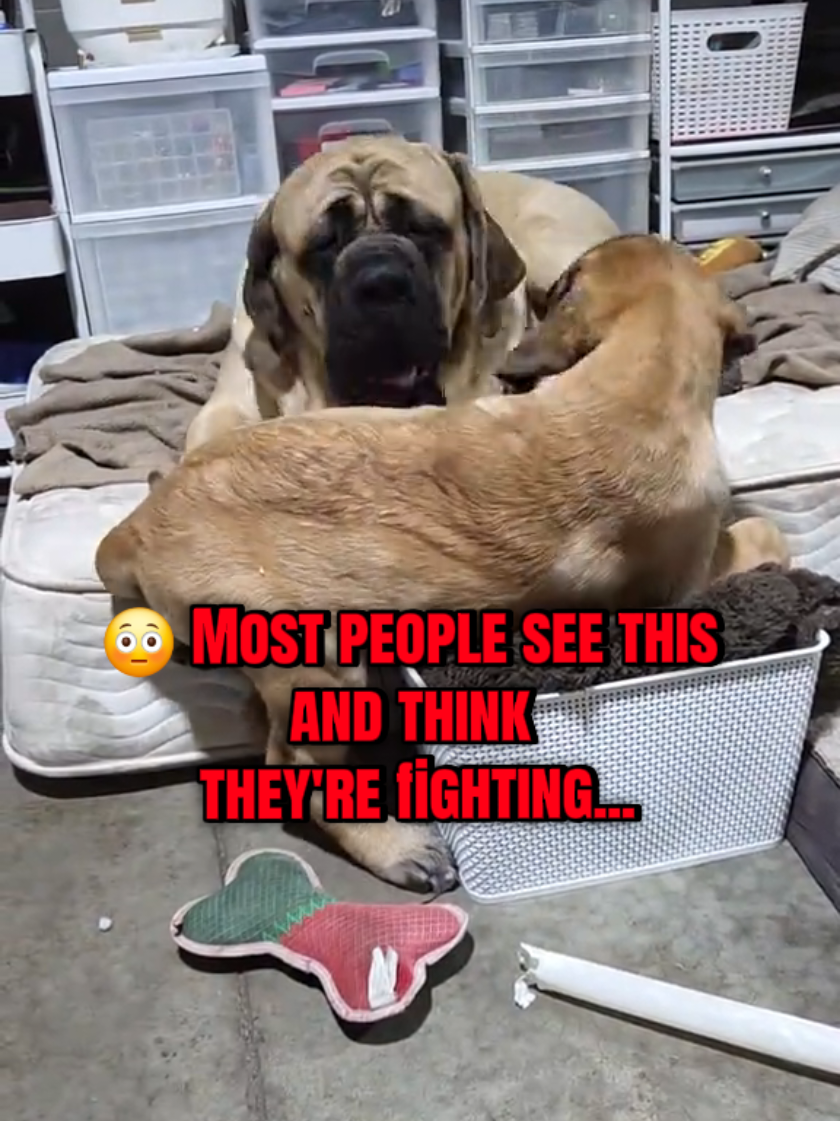 @Maple Mastiffs