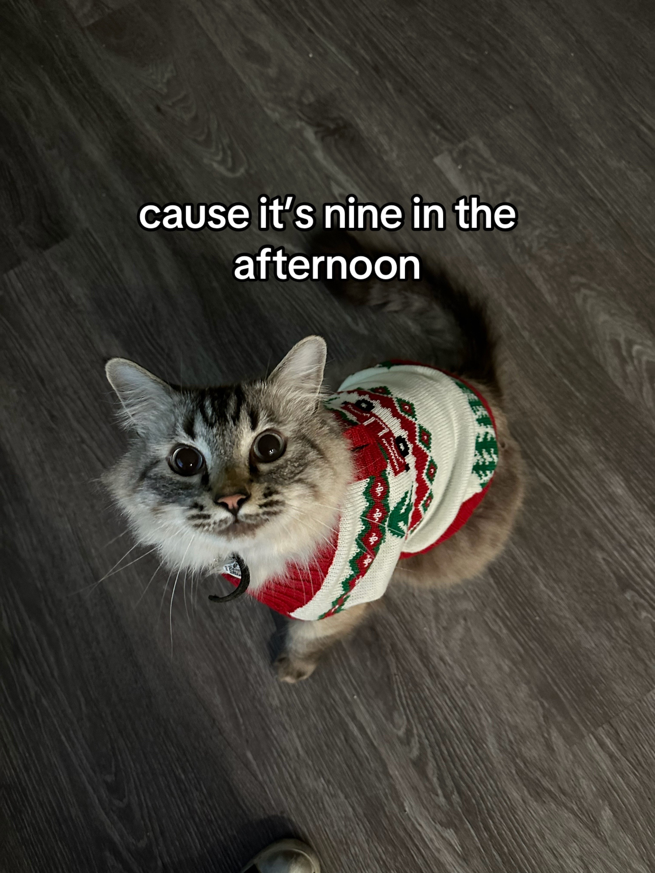 @Ricky and Lucy 🐈&zwj;⬛