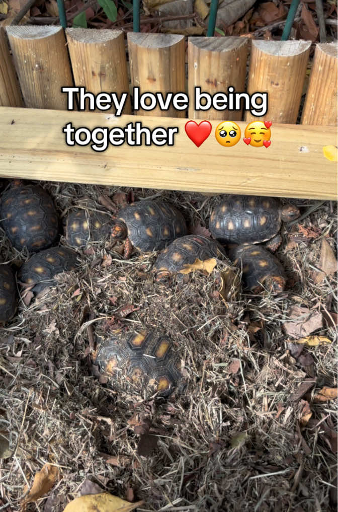 @tortoises sxm🐢