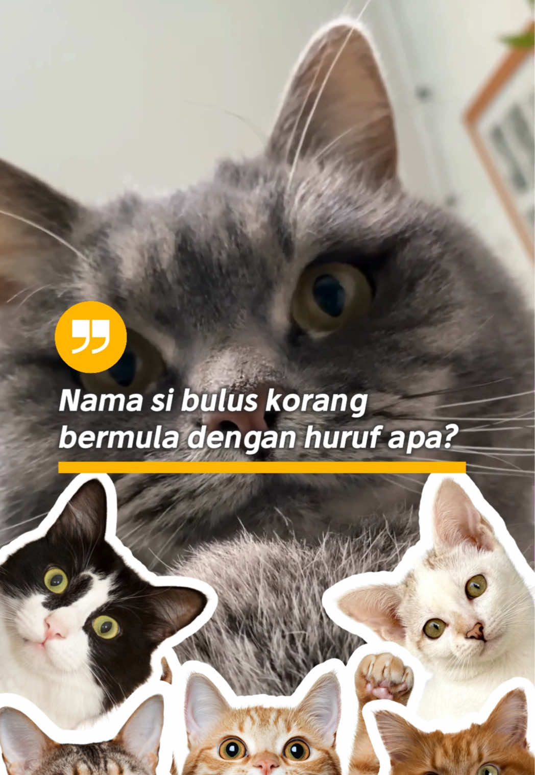 @Powercat Official