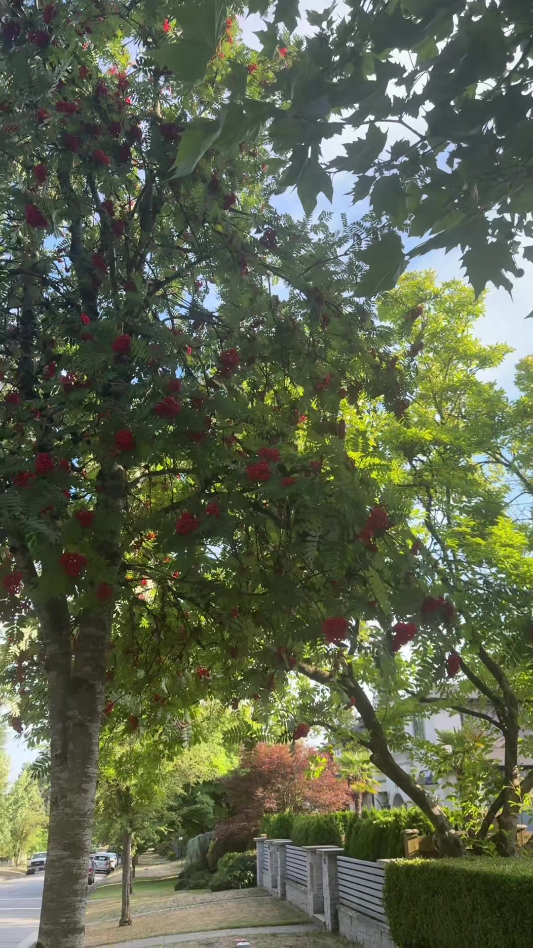 @پرستوی مهاجرParastoyMahajer