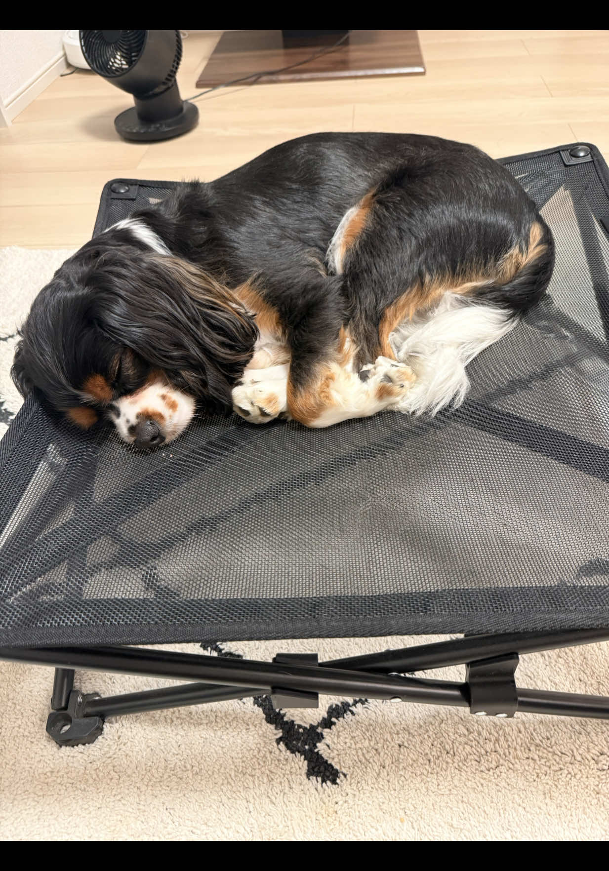 @じゃんけんぽん太🇬🇧🐶🇺🇸💎