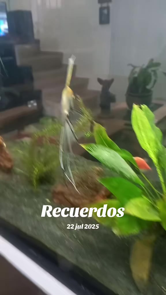 @luiselpollo95