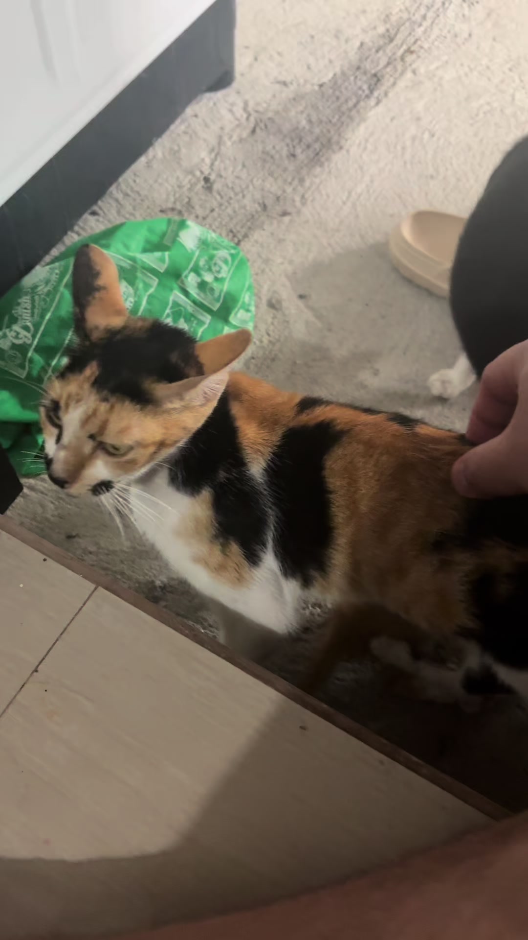 @TheCatFather
