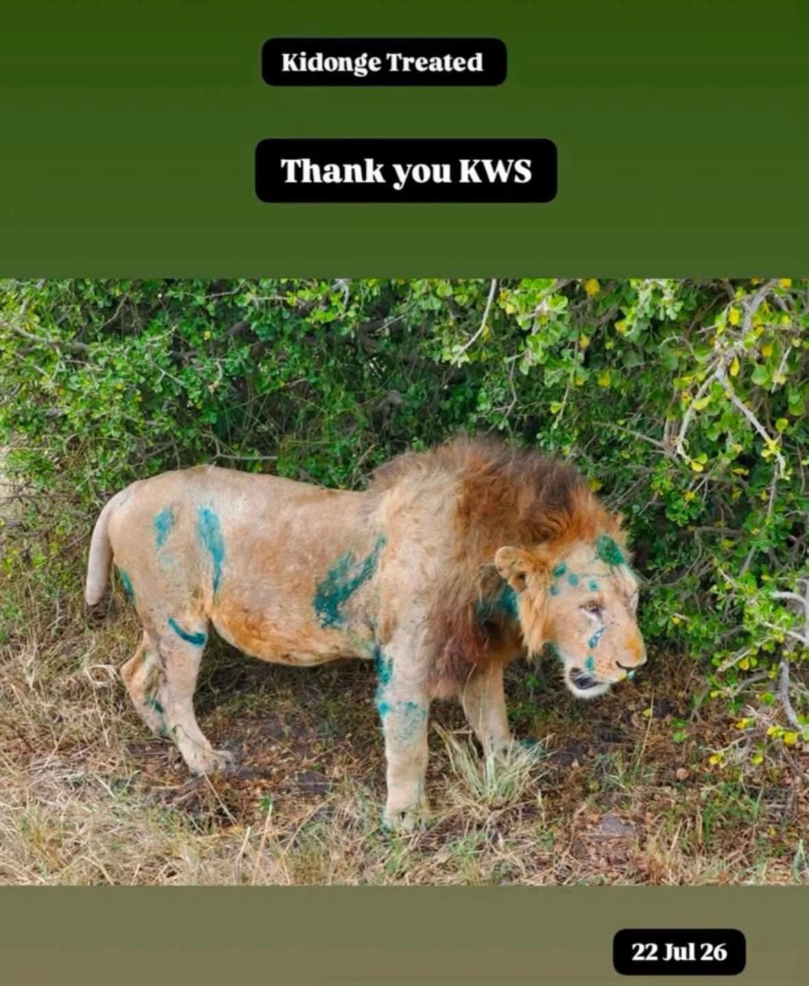 @lion_world5