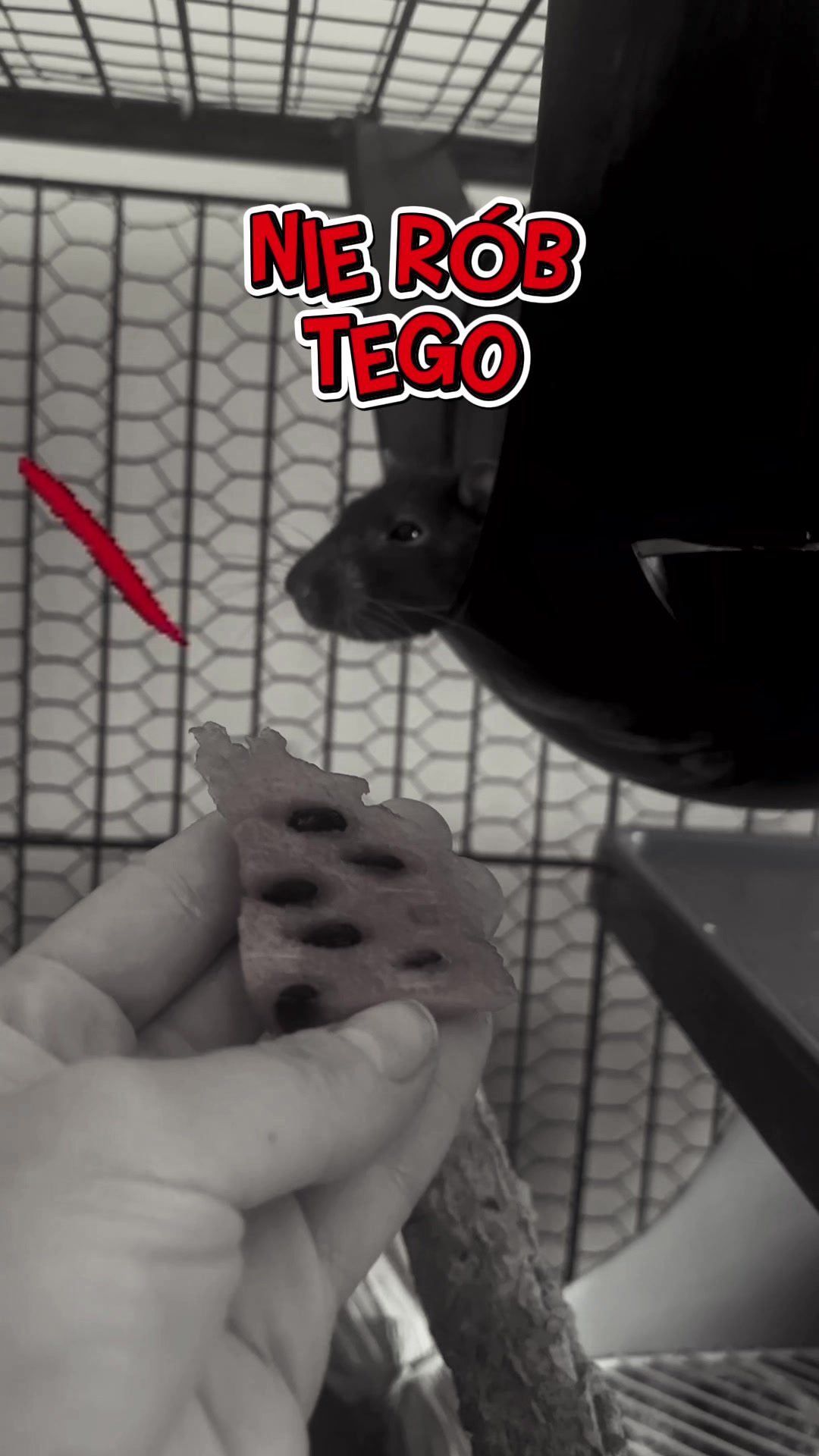 @𝐒𝐳𝐜𝐳𝐮𝐫𝐤𝐚𝟗𝟕