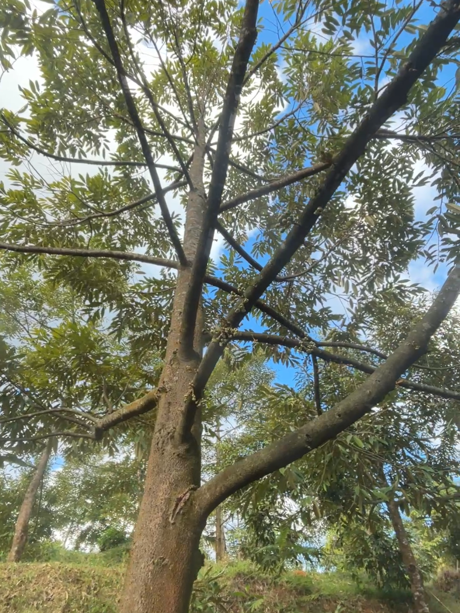 @𝑮𝑶𝑵 𝑫𝑼𝑹𝑰𝑨𝑵 𝑭𝑨𝑹𝑴