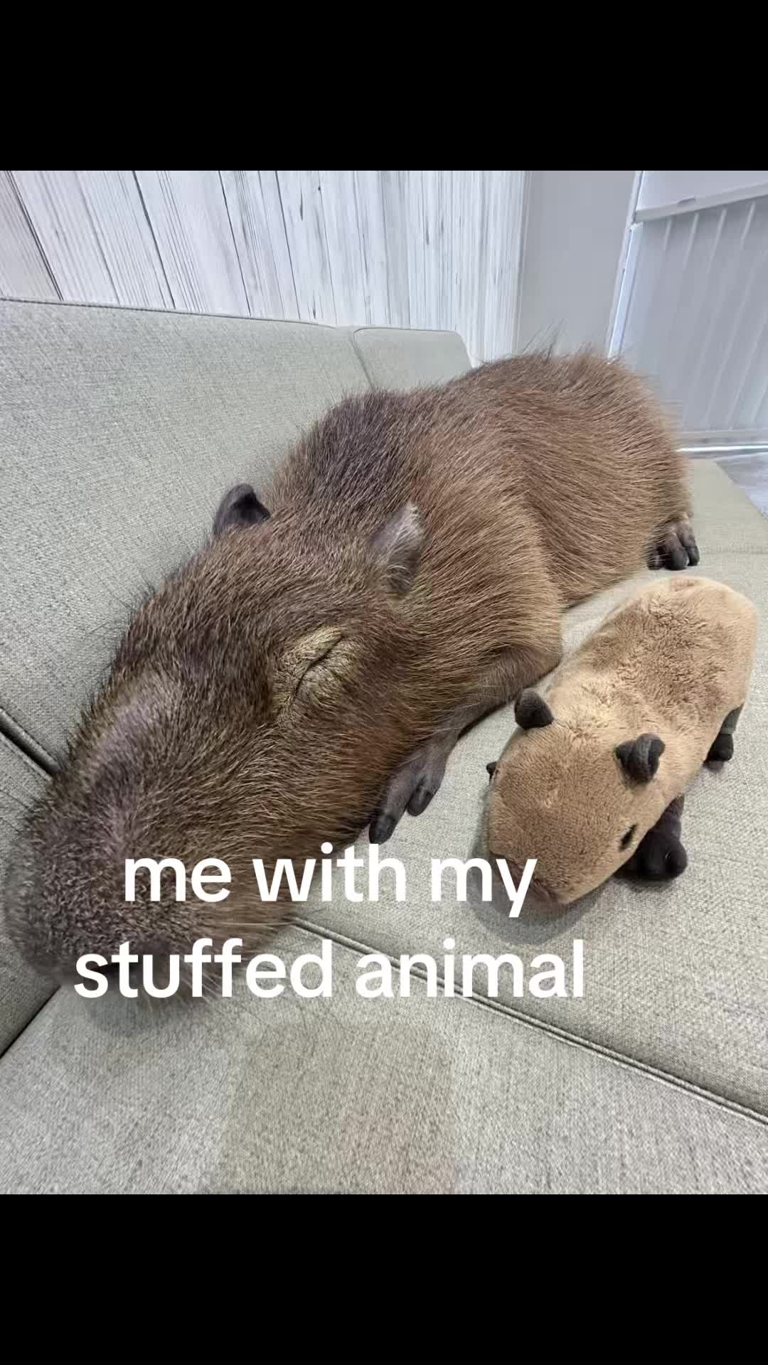 @chilllcapy
