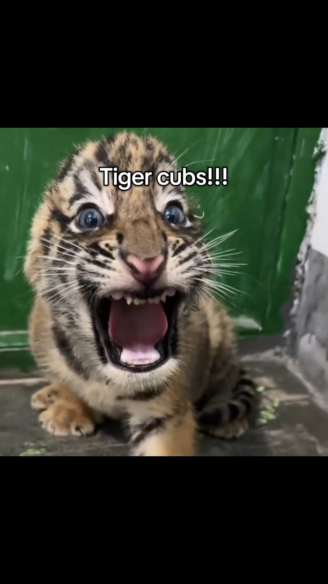 @ღ # 𝑻𝑰𝑮𝑹𝑬𝑺𝑺. 🐅 ❦