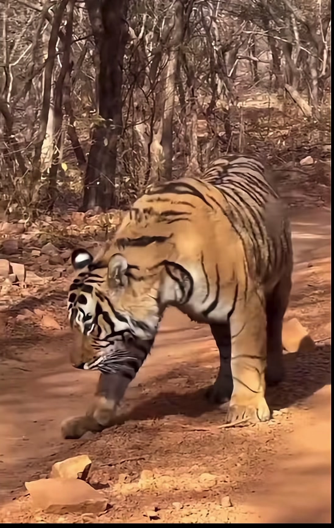 @ღ # 𝑻𝑰𝑮𝑹𝑬𝑺𝑺. 🐅 ❦