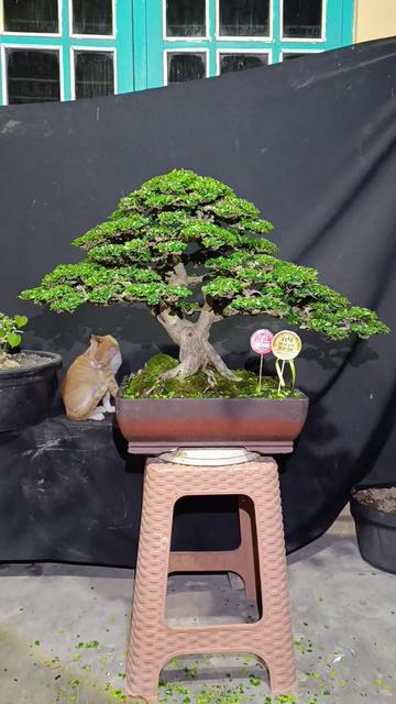@Yanubonsai