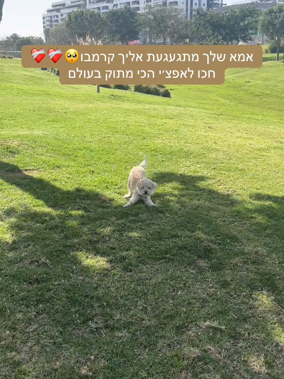 @omer_ravid_
