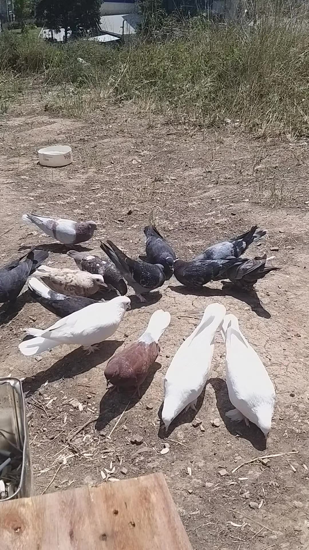 @Konyalı