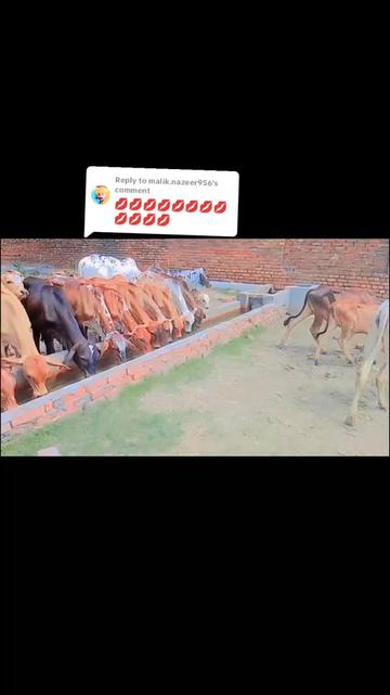 @🐄🐄🐄🐄🥀🥀🥀❣️❣️03287490091