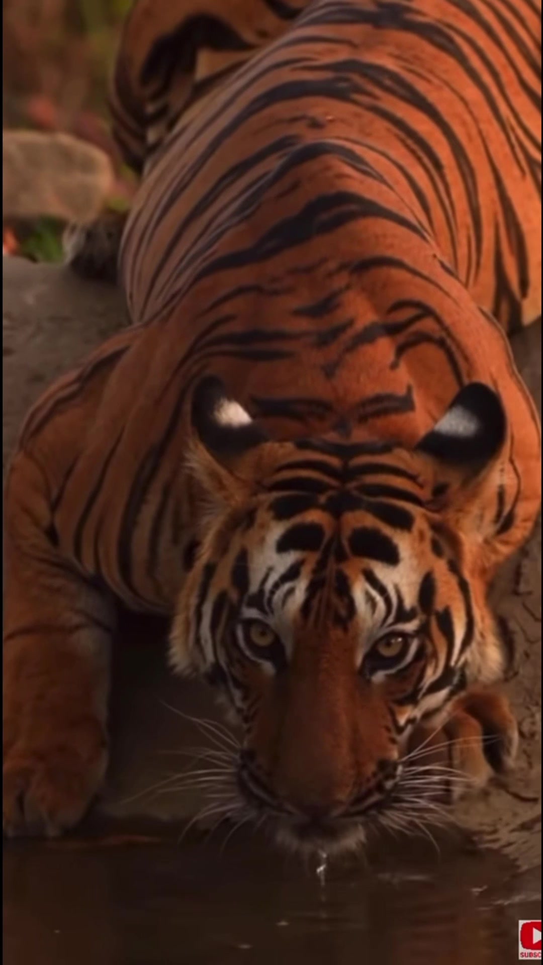 @ღ # 𝑻𝑰𝑮𝑹𝑬𝑺𝑺. 🐅 ❦