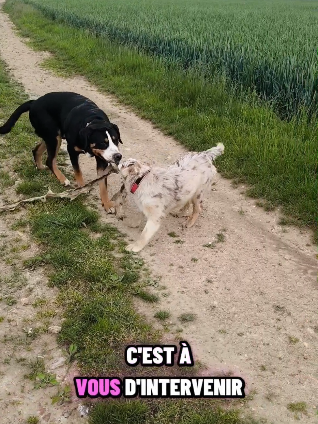 @Asta 🐻 Le petit frère 🤎