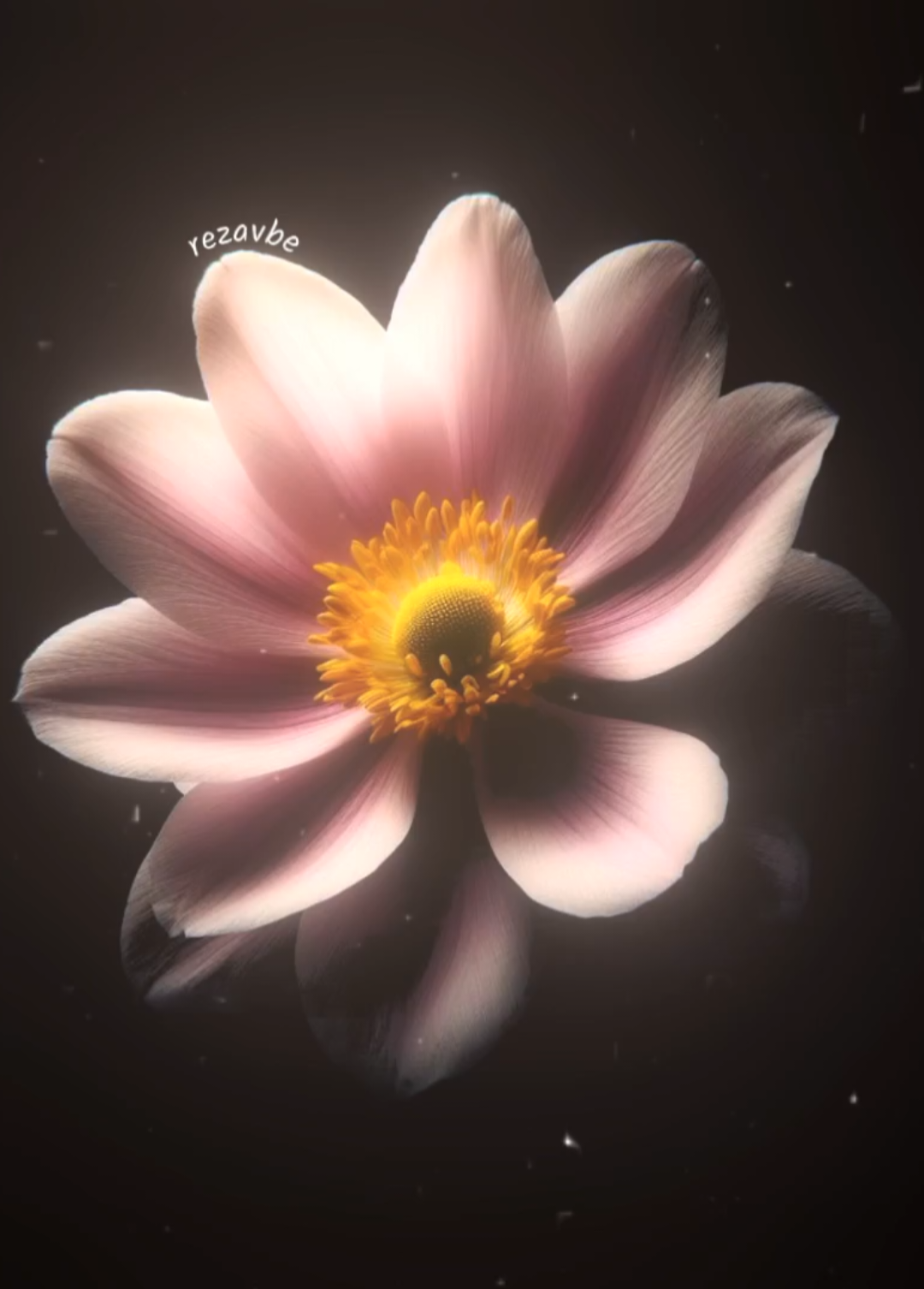 @𝟑𝟎𝟑 𝑹𝒆𝒛𝒂𝒗𝒃𝒆