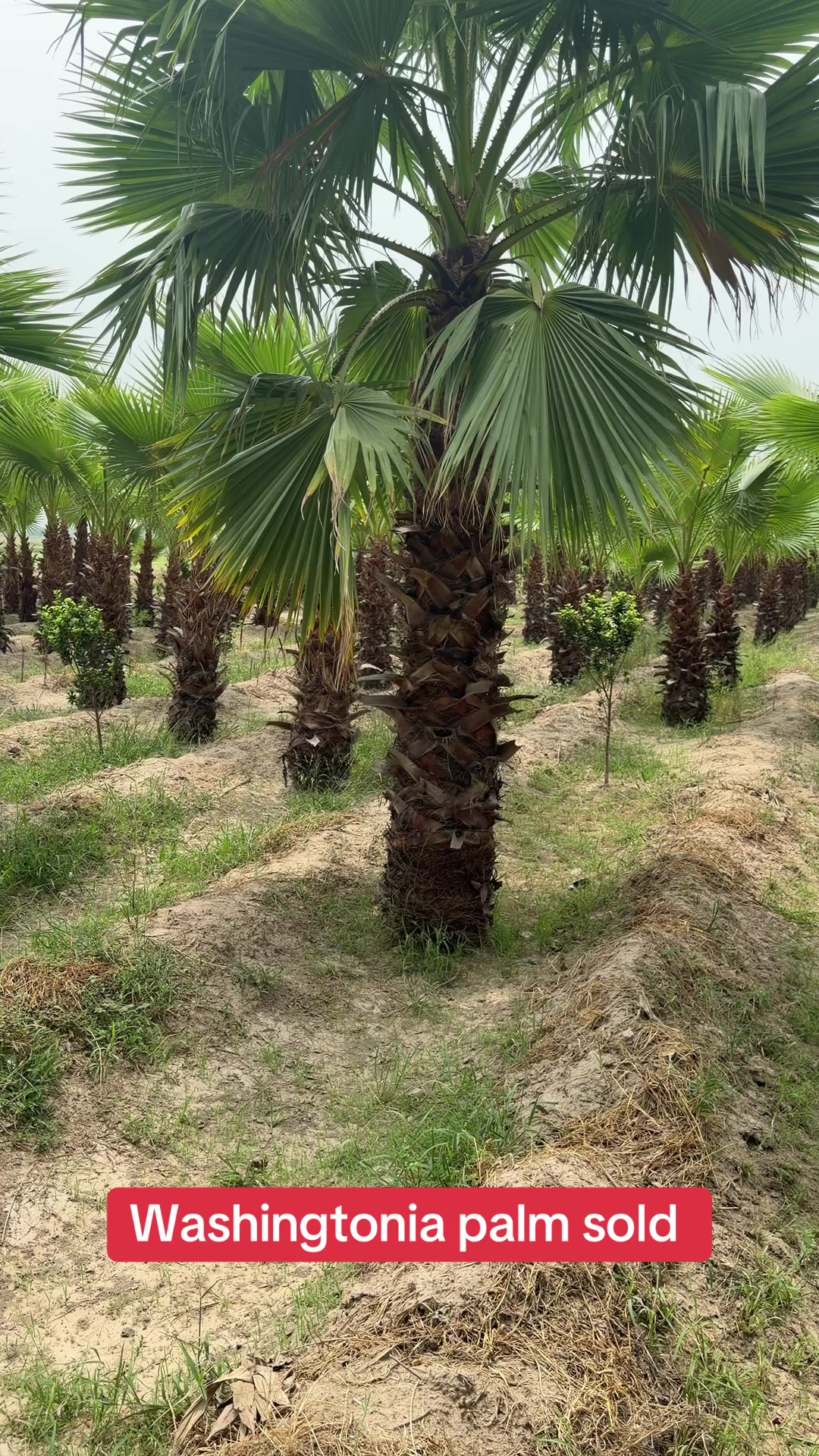 @AGP nursery farm pattoki