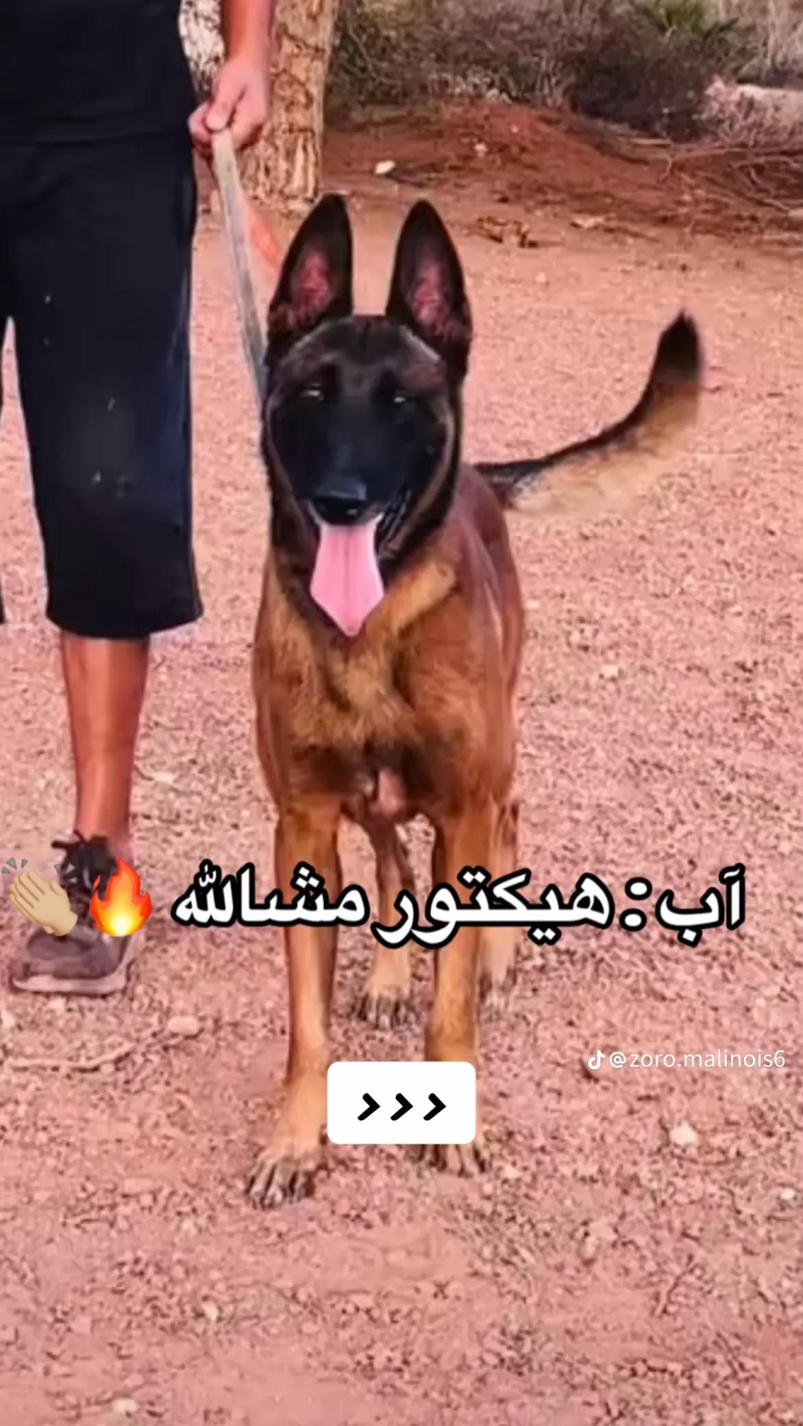 @امين